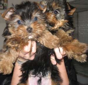 yorkshire terrier toy de vanzare