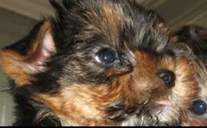 yorkshire terrier toy de vanzare