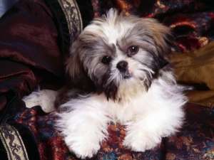 Cumpar sau adopt