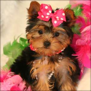 Vand Pui Yorkshire Terrier