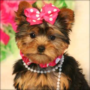 Vand Pui Yorkshire Terrier