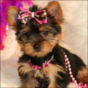 Vand Pui Yorkshire Terrier