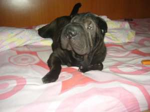 shar-pei