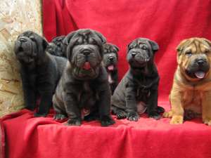 vand catei yorkie,  shih tzu,  shar pei,  bulldog englez