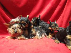 vand catei yorkie,  shih tzu,  shar pei,  bulldog englez