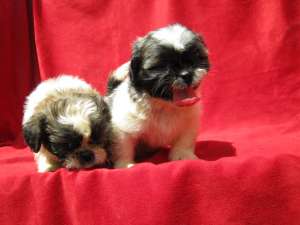 vand catei yorkie,  shih tzu,  shar pei,  bulldog englez