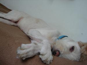 Ciobanesc mioritic cu romanesc 9 luni spre adoptie