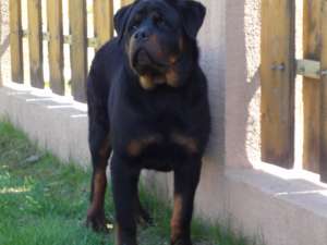 Vand pui Rottwaeiler cu toate vaccinurile facute