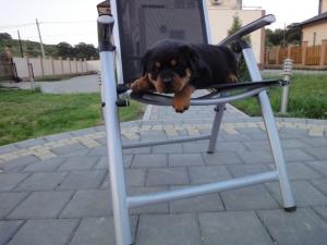 Vand pui Rottwaeiler cu toate vaccinurile facute