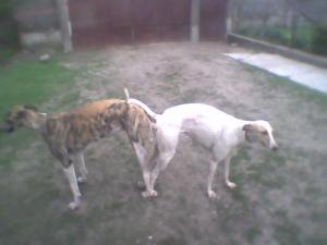 vand pui greyhound
