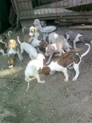 vand pui greyhound