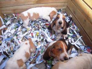 vand basset hound