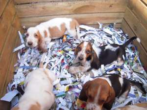 vand basset hound