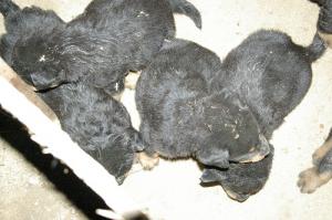 Pui Rottweiler