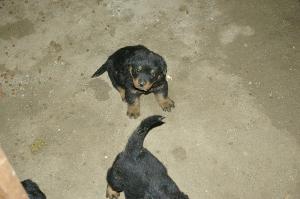 Vand pui Rottweiler