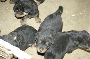 Vand pui Rottweiler