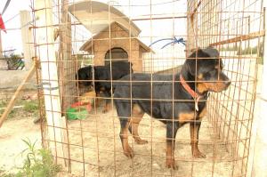 Vand pui Rottweiler