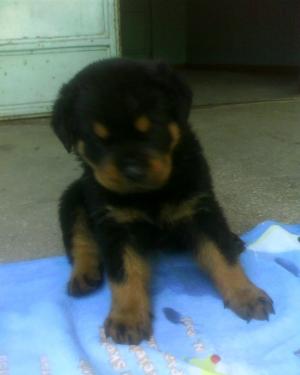 vand  pui rottweiler