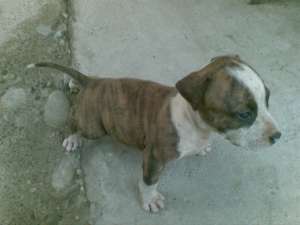 pui amstaff de vanzare