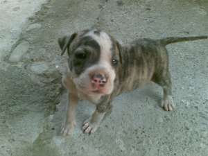 pui amstaff de vanzare