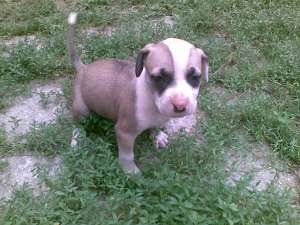 pui amstaff de vanzare
