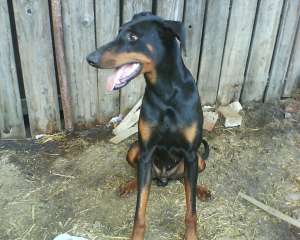 ofer pentru monta doberman talie mare tel 0729435214