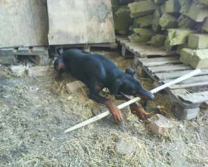 ofer pentru monta doberman talie mare tel 0729435214