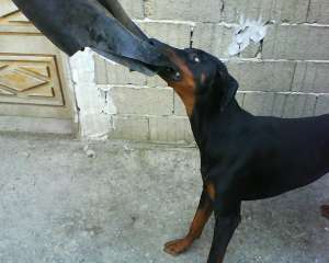 ofer pentru monta doberman talie mare tel 0729435214