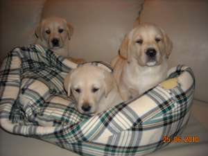 pui labrador retriever ayrii cu pedigree