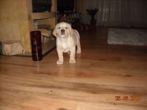 pui labrador retriever ayrii cu pedigree