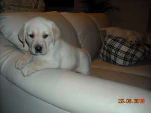 pui labrador retriever ayrii cu pedigree