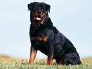 adopt pui rottweiler sau boxer sau pitbul