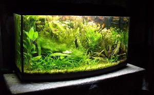 PESTI EXOTICI & ACVARI PLANTE HRANA