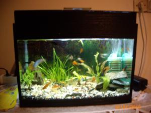 PESTI EXOTICI & ACVARI PLANTE HRANA