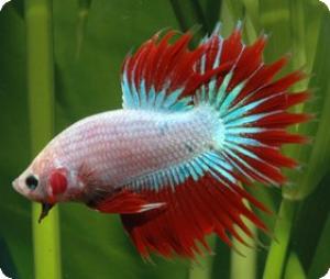PESTI EXOTICI & ACVARI PLANTE HRANA