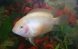 PESTI EXOTICI & ACVARI PLANTE HRANA