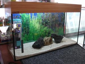 PESTI EXOTICI & ACVARI PLANTE HRANA