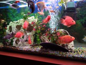 PESTI EXOTICI & ACVARI PLANTE HRANA