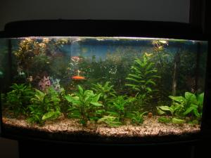 PESTI EXOTICI & ACVARI PLANTE HRANA