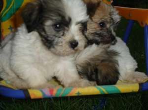 Vand bichon havanese