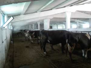 Ferma Craiova