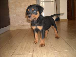 vand pui rottweileri