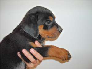 vand pui rottweileri