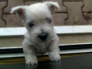 Vand pui Westie Mures!!