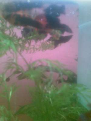vand XIFO: maro; rosu cu pete negre. MOLLY:negru