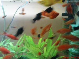 vand pesti xifo:maro,     rosu,     cu pete; moly:negru---->1 RON  bucata