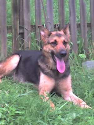 vanzari catei LUP, ROTWEILLER, DOBERMAN