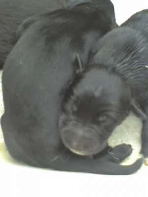 vanzari catei LUP, ROTWEILLER, DOBERMAN