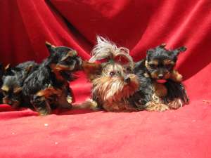 vand catei yorkshire terrier