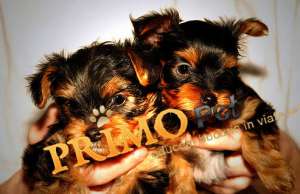 Catei Yorkshire Terrier Toy,  Bichoni,  Shih Tzu de Vanzare